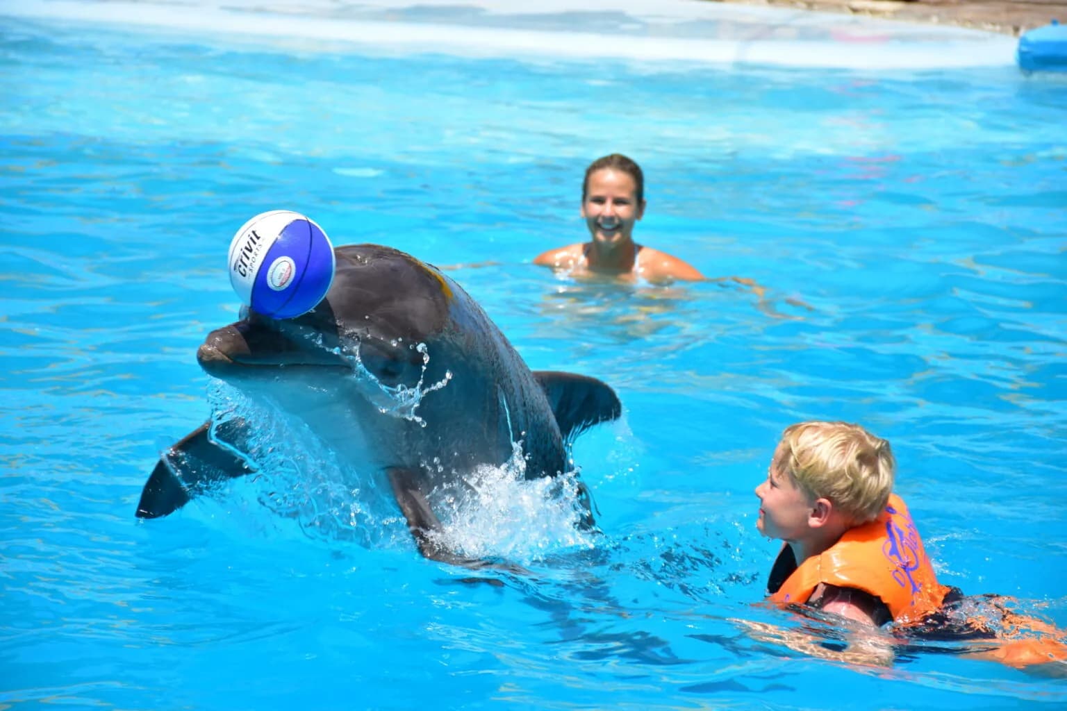A swimming session with the dolphins